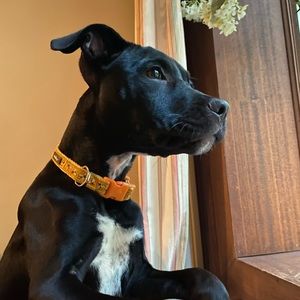 Meet your Posher, Barry